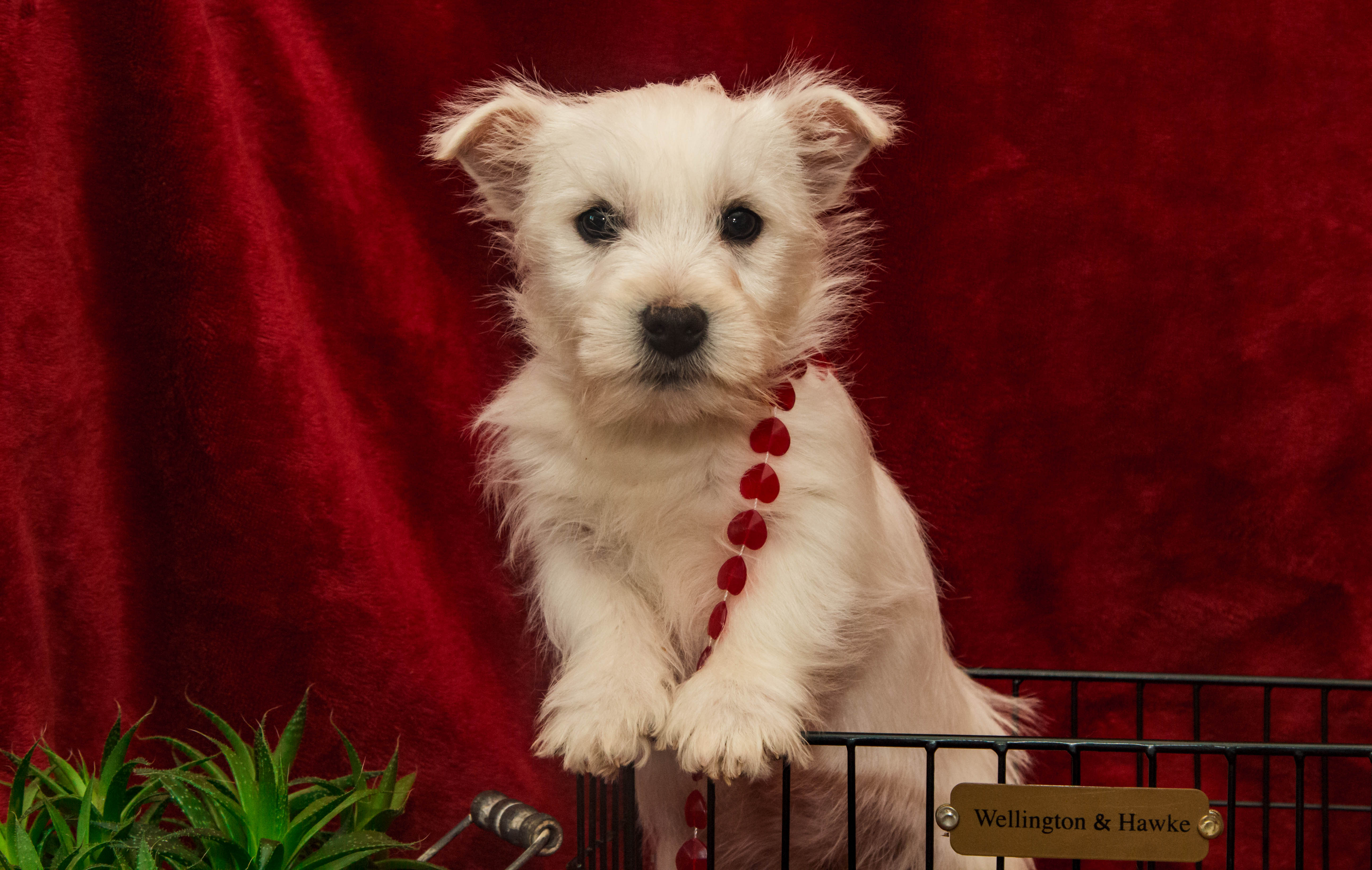 puppy, for, sale, West Highland White Terrier, Amos B. King, dog, breeder, Romney, WV, dog-breeder, puppy-for-sale, forsale, nearby, find, puppyfind, locator, puppylocator, aca
